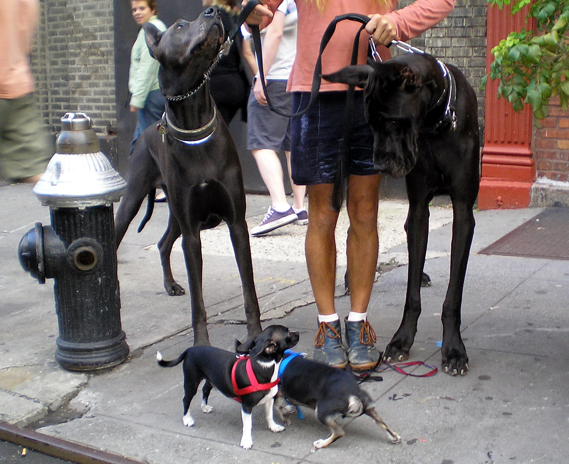 Two Great Danes and two Chihuahuas